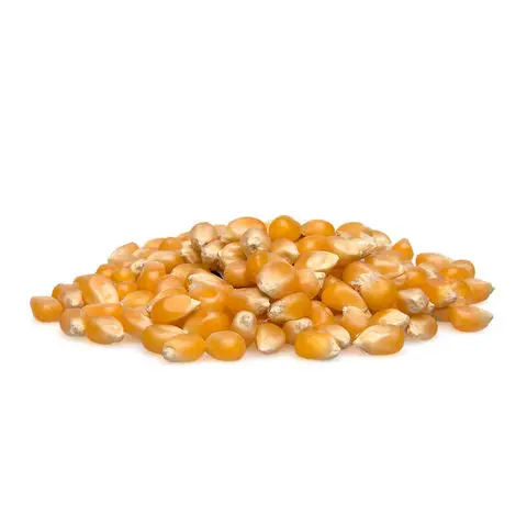 Yellow-Corn.,.jpeg