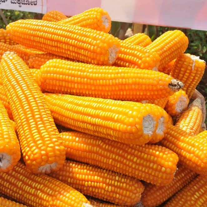 Yellow Corn Maize For Animal Feed Grade Consumption Yellow Corn For Poultry Feed Available For Export