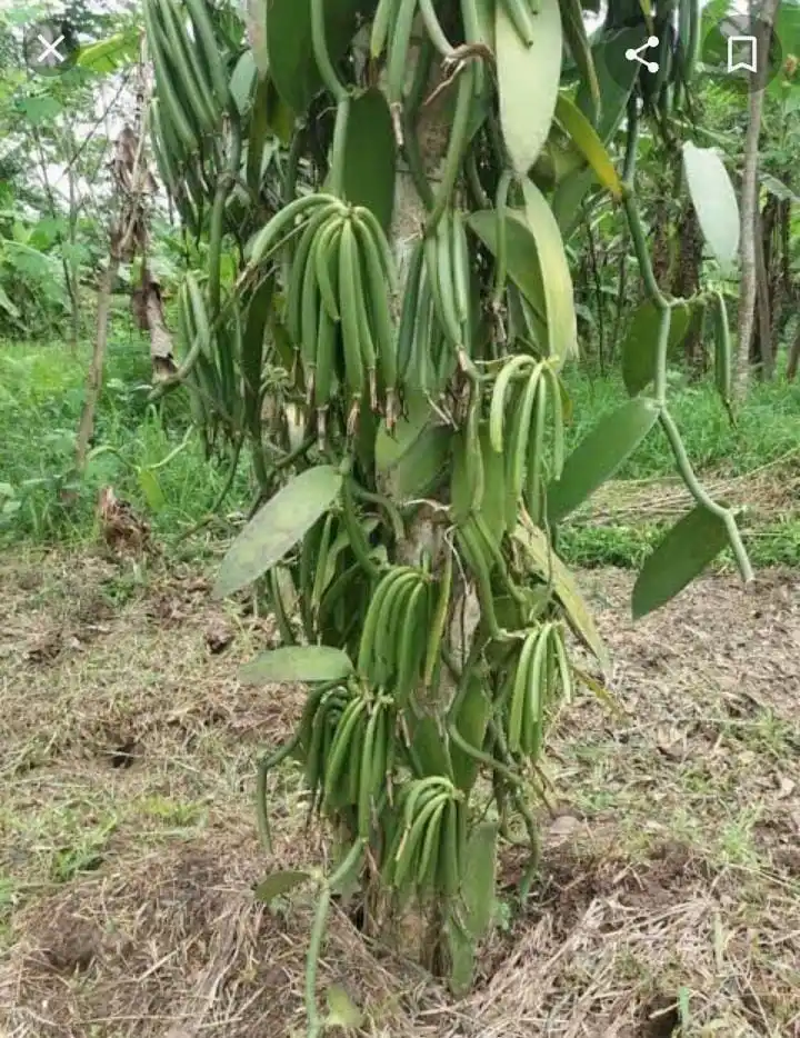 Vanilla Beans Grade Premium Gourmet Vacuum Packing Planifolia Origin Bali 20cm high vanilla contain moist