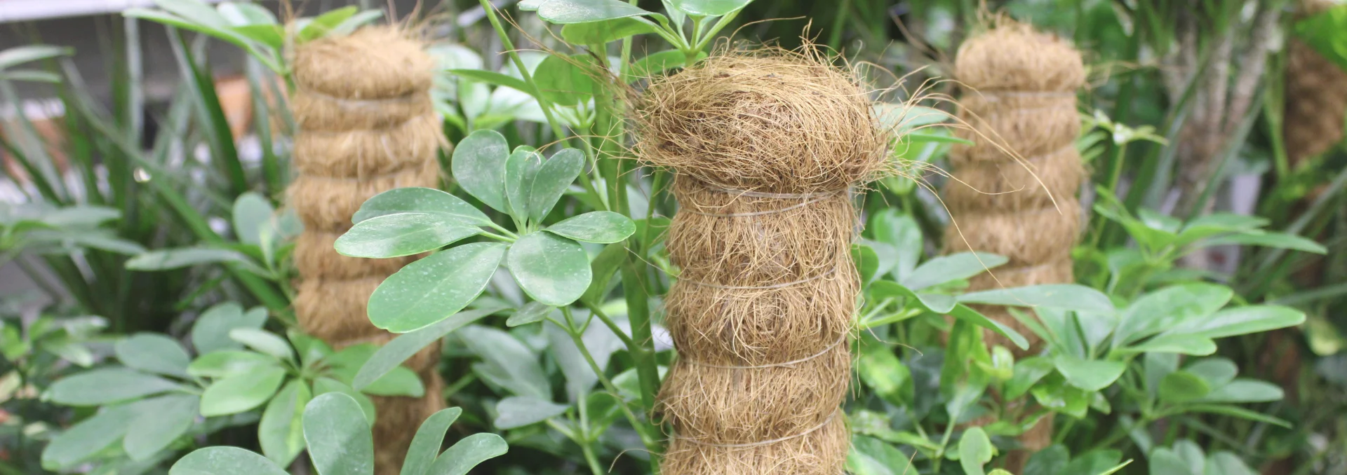 Coir grow poles for gardening purposes enhances effectiveness and efficiency of plant growth sustainable and eco-friendly