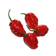 Wholesale Organic  Fresh Peppers yellow Fresh / Red and Green Chilli Pepper for sale