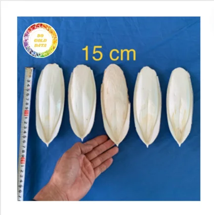 VIETNAM SUPPLIER CUTTLEFISH BONE - DRIED CUTTLEBONE VARIOUS SIZES WITH HIGH QUALITY HIGH GRADE FAVORITE BIRD CHOICE