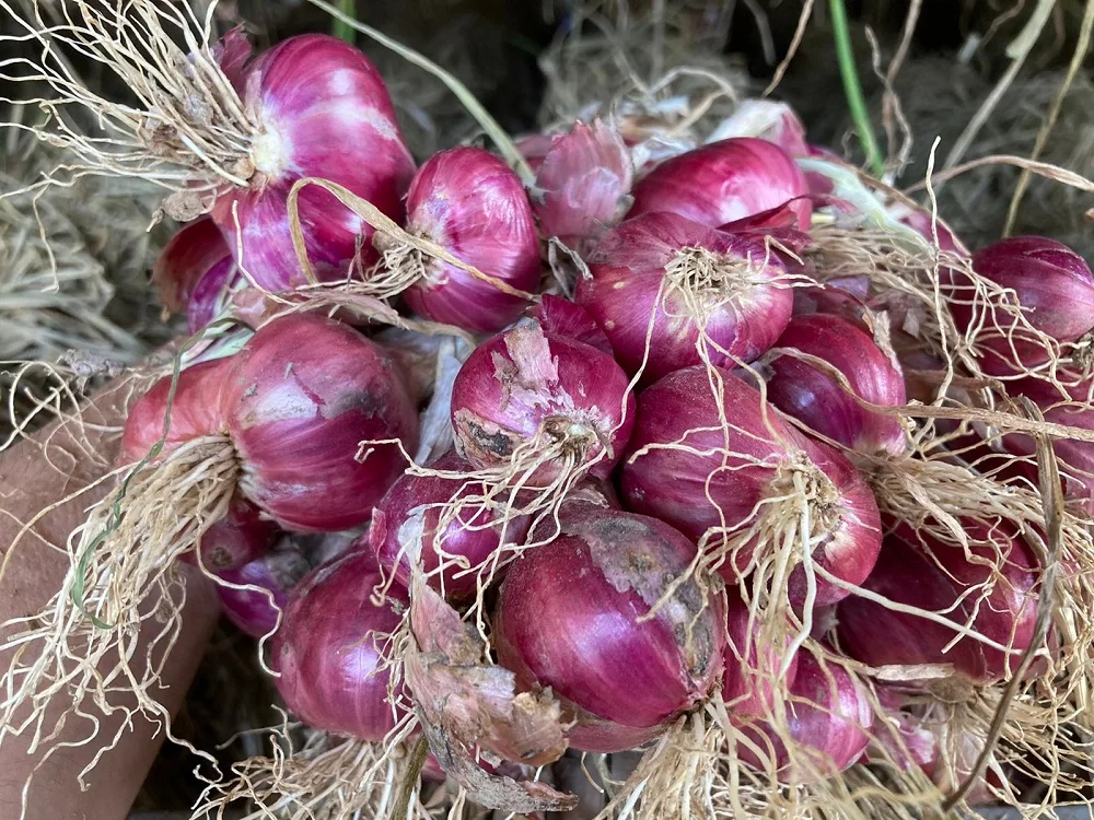 Thai Bawang Merah Thai Vegetable Fresh Red Shallot +66934602728 Onion Mesh Bag Good Grade Ready to Export from Thailand