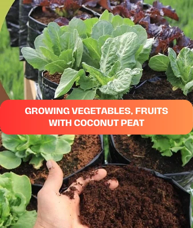 Natural Material Best Quality Coco Item Coconut Peat 4,5Kg Block For Seeding And Growing Plant With Size 29 x 29 x 15cm In 2024