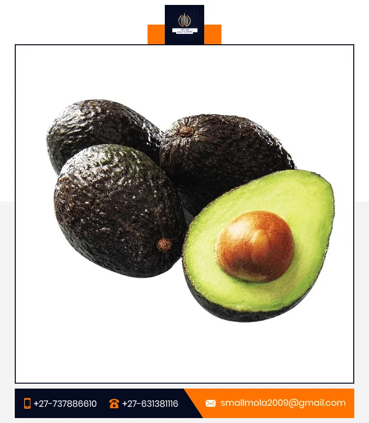 Fresh Avocados Hot Sale Hass Mexican Premium Distributors Avocados Price Natural Cold Storage Fruits Fresh Fruit Importers