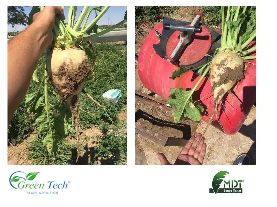 Green tech International/Green Tech Humico- Organic Soil Regulator /Vegetable Liquid Humic Fulvic Acid/Organic Liquid Fertilizer