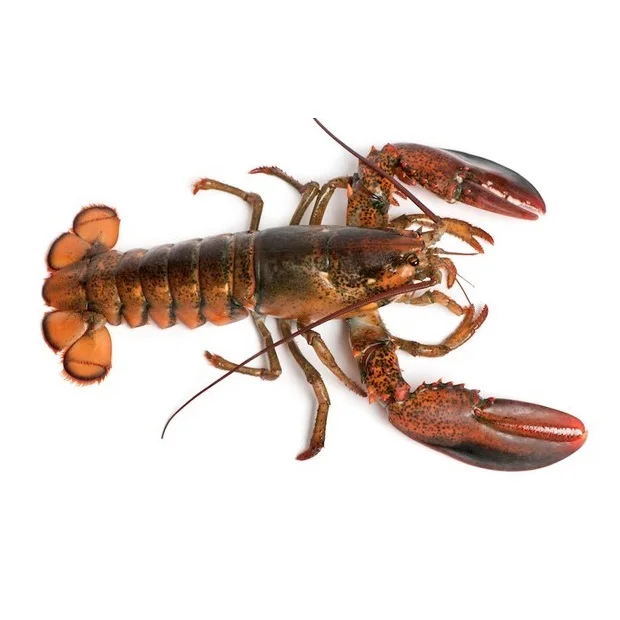 Wholesale Frozen Lobster from Canada
