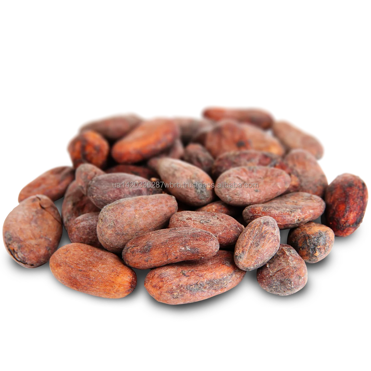 Best selling Original Cacao Beans