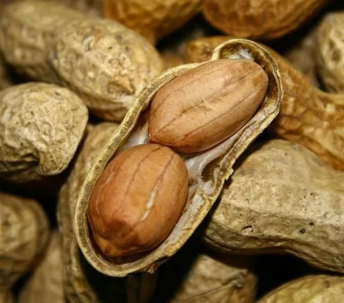 Оптовая продажа, 100% натуральные арахисовые орехи высшего качества