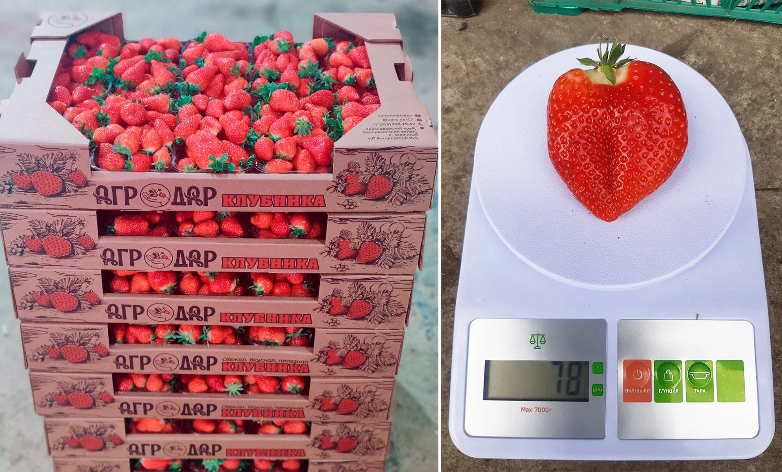 Deliciuos fresh strawberries natural product reliable supplier fresh strawberry for sale