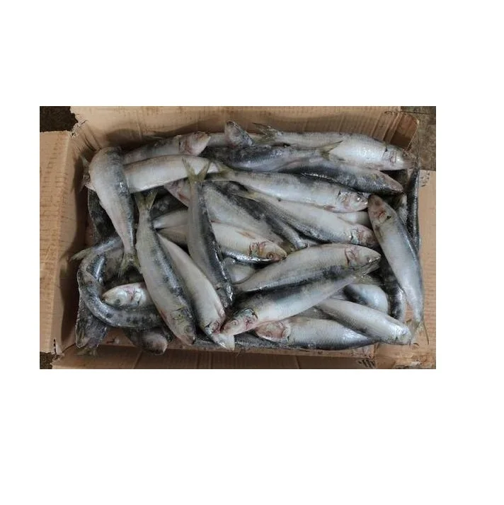 Online Buy / Order Top Quality Seafood Bqf Whole Round Sardine Fish With Best Quality Best Price Exports From Germany