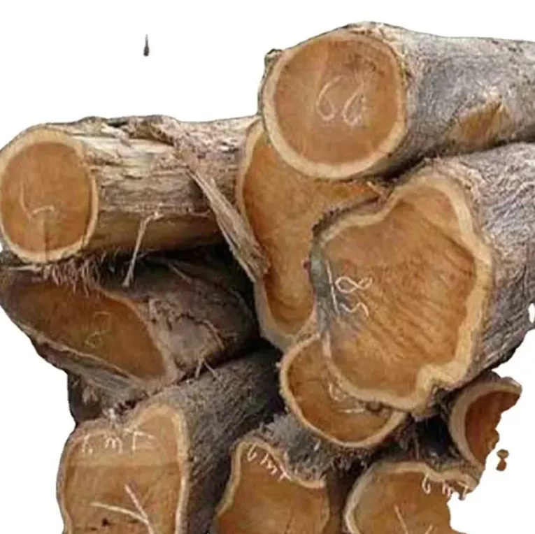 03333 (7).png