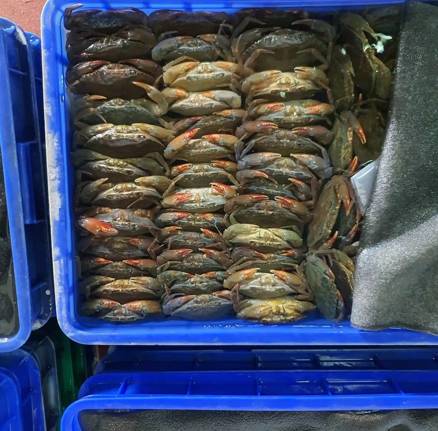 Замороженная мягкая оболочка-краб, полностью круглая, хорошего качества, индонезийского происхождения