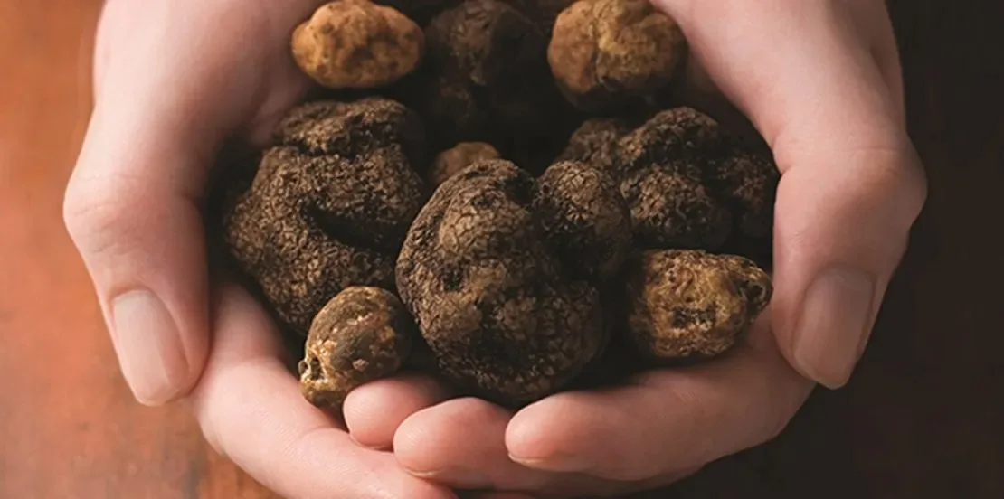 Dried Japanese products wholesales truffles shiitake mushroom