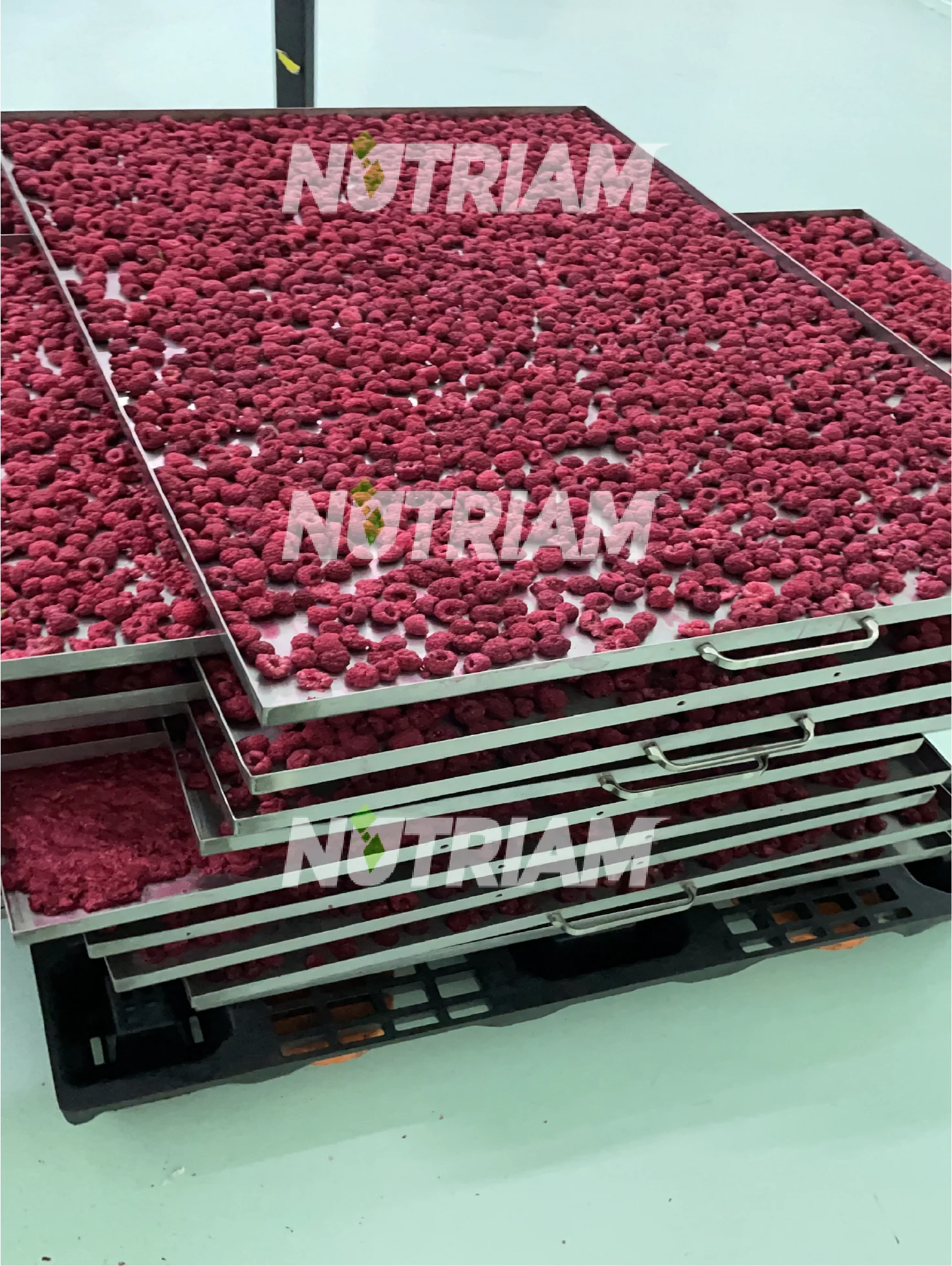 Feeze-dried High Grade Bulk Low Moq Non Dairy Pieces Pack Wholesale Freeze Dried Fruits Whole Raspberry