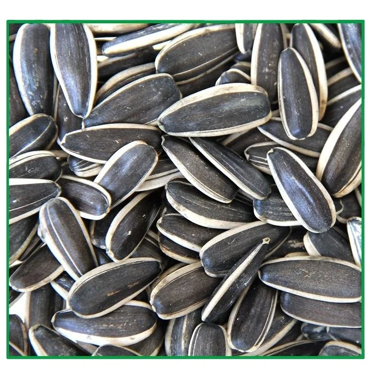 High Quality Sunflower seed for sale