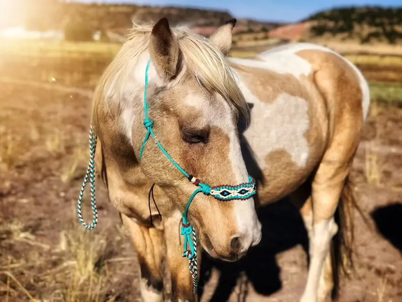 High Quality Hand Tooled Soft Rope Adjustable Horse Halter Matching Lead Big Diamond Braided Overlay At Wholesale Manufacture