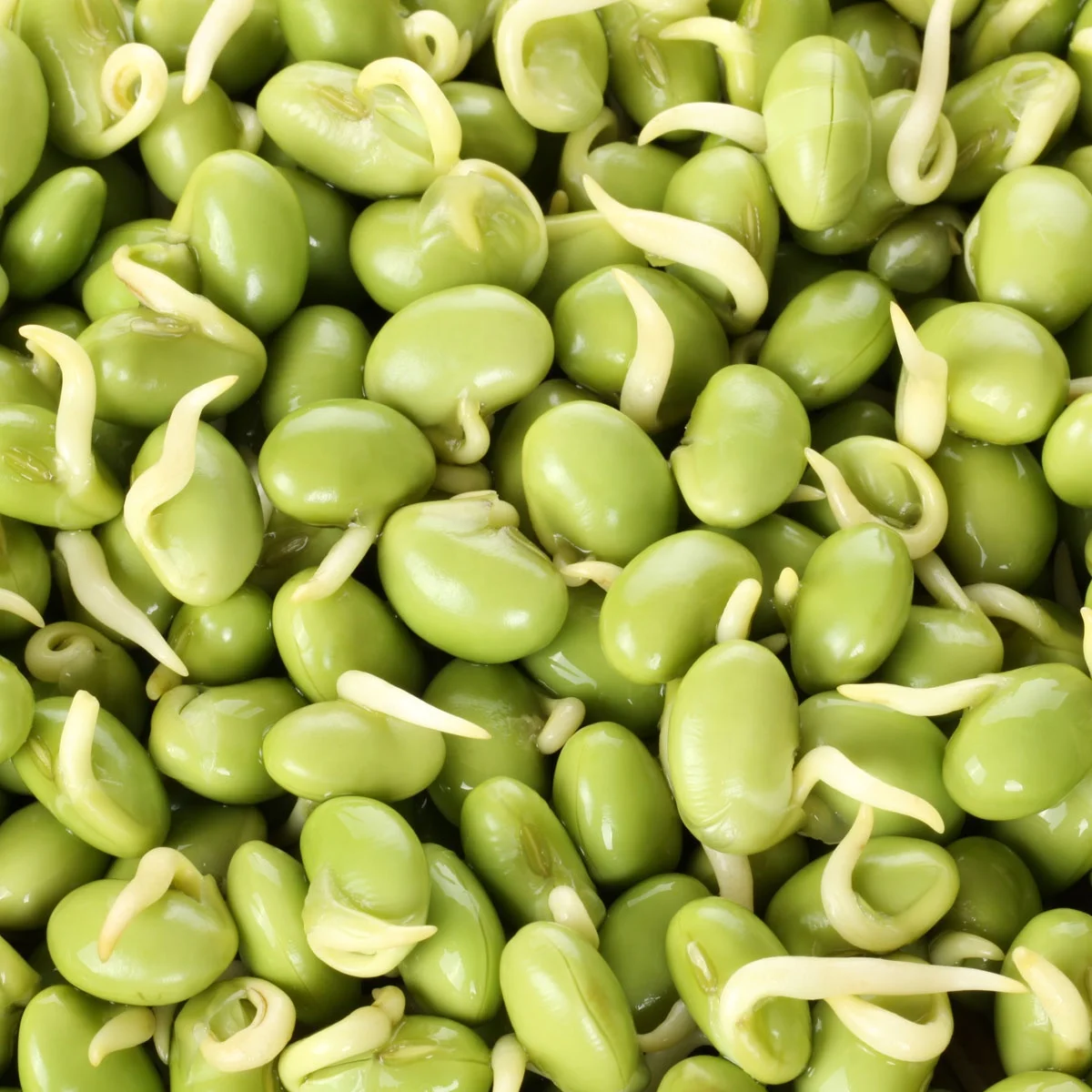 Green Beans The export for long lima bean