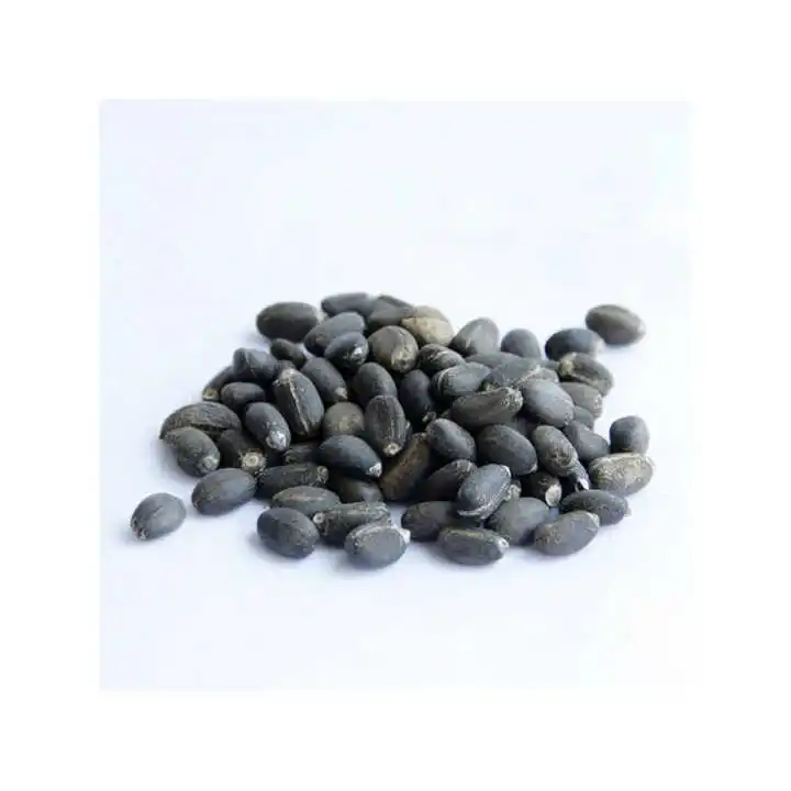 Top Grade Jatropha Seeds Wholesale Price Jatropha Seeds