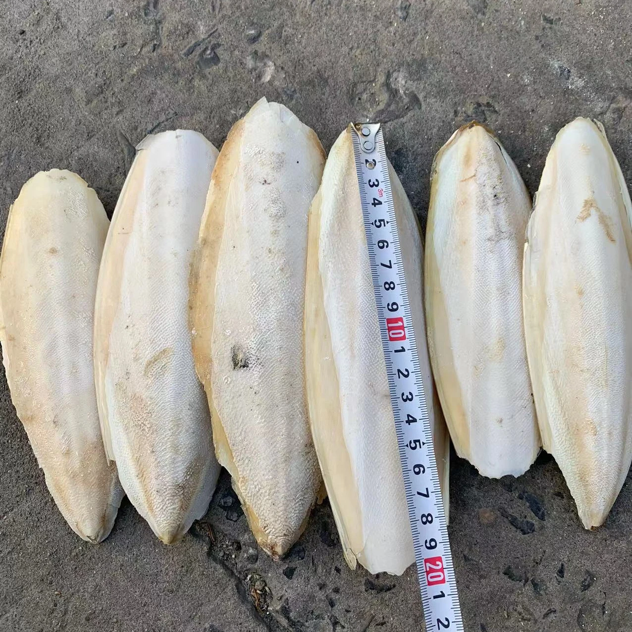 VIETNAM FACTORY SUPPLY NATURAL CUTTLEFISH BONE - WHITE BLEACHED CUTTLEFISH BONE TRIMMED CUTTLEFISH BONE