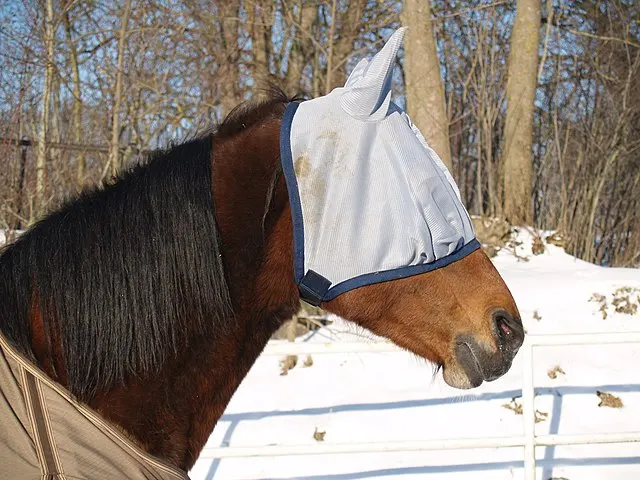 HORSE FLY MASK Sports & Entertainment>Outdoor Affordable Luxury Sports>Horse Racing>Other Horse Products