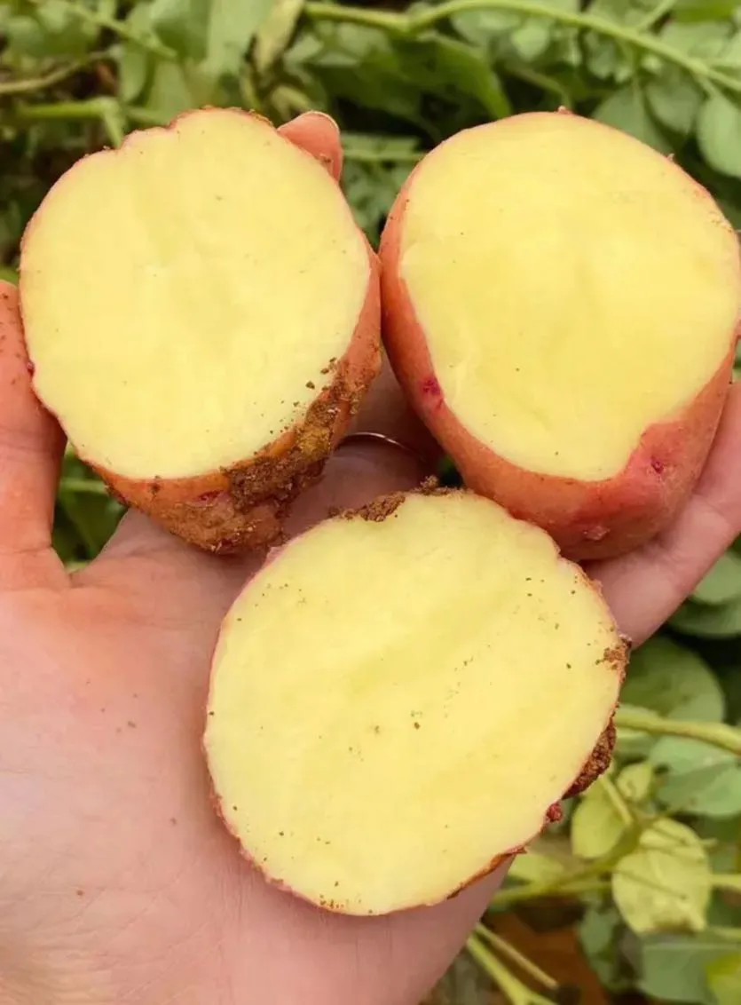 Grade 1 Fresh Potatoes 200gr up Packing in Bulk Good Price For Wholesale Made In Vietnam