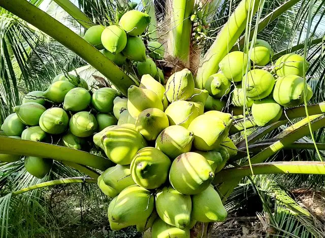 High Quality Fresh Young Coconut Water From Vietnam | V.A.F Vietnam Agriculture Food