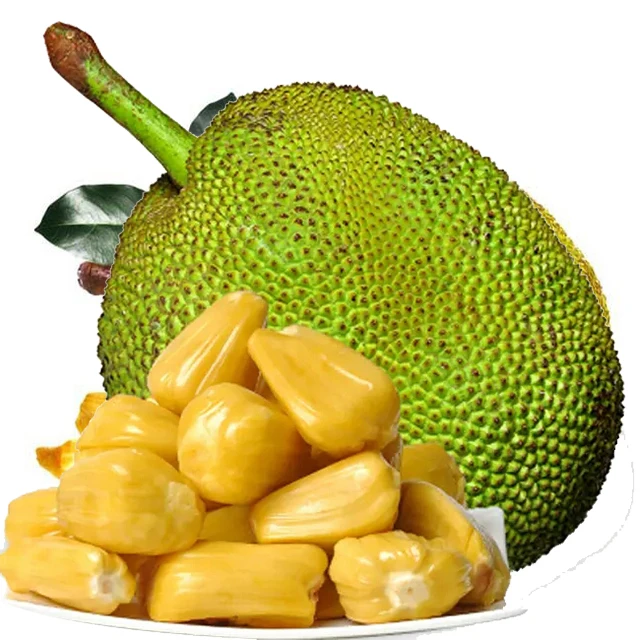 VIETNAMESE JACKFRUIT 100% FRESH BIG SIZE LARGE QUANTITY EXOTIC FRUIT FROM SOUTHEAST ASIA COMPETITIVE PRICE