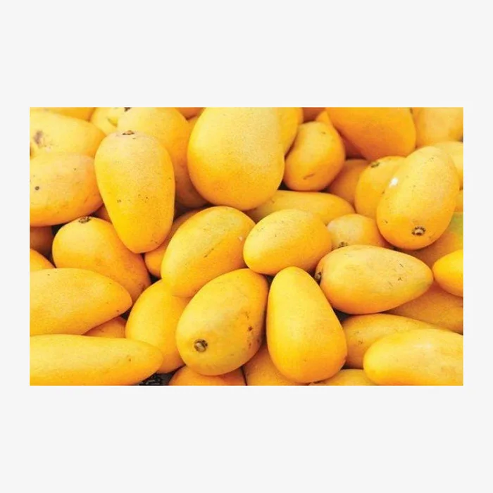 mango export Fresh mango