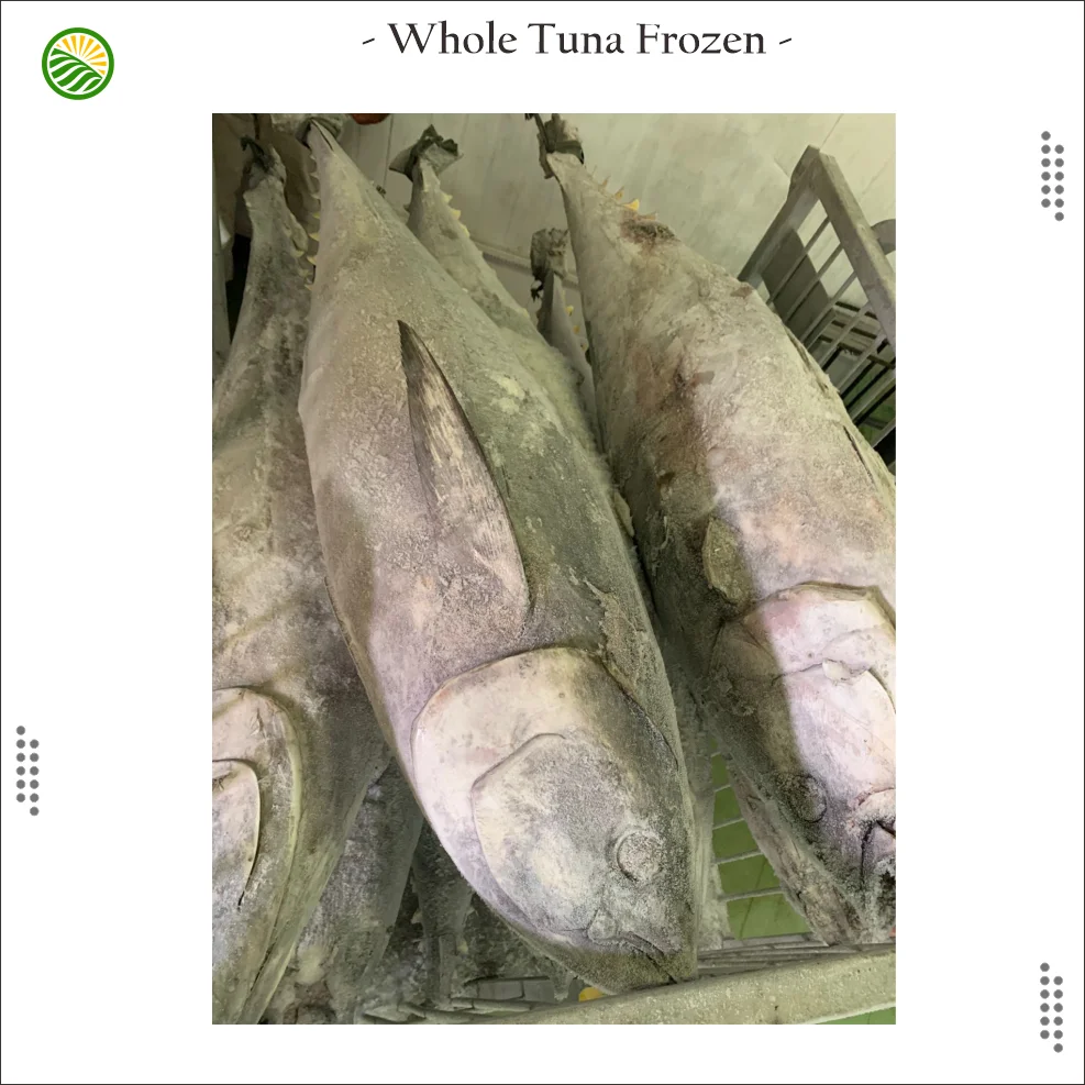 The best quality frozen whole Yellow fin Tuna from Indonesia Export Standard