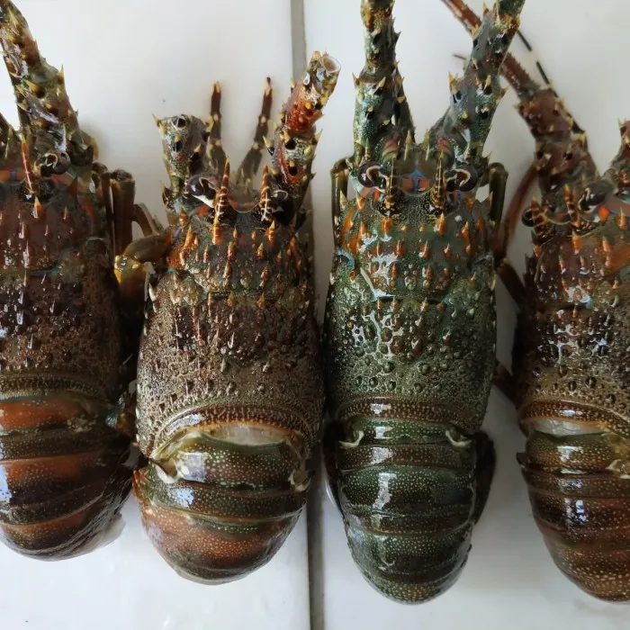 Live Brazilian Lobsters / Frozen Lobster Tails