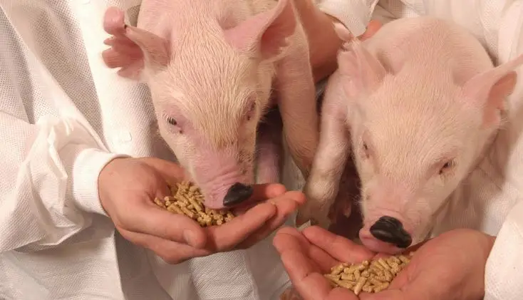 Wholesale Suppliers and Manufacturers of Top Quality Protein Content Soya Bean Meal Used as Animal Feed from India at Best Price