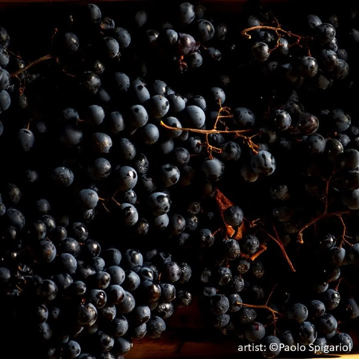 NEW VINTAGE SUMMER OFFER Italian Wine Vigna Petrussa SCHIOPPETTINO DI PREPOTTO & SCHIOPPETTINO RISERVA Doc 75cl for horeca