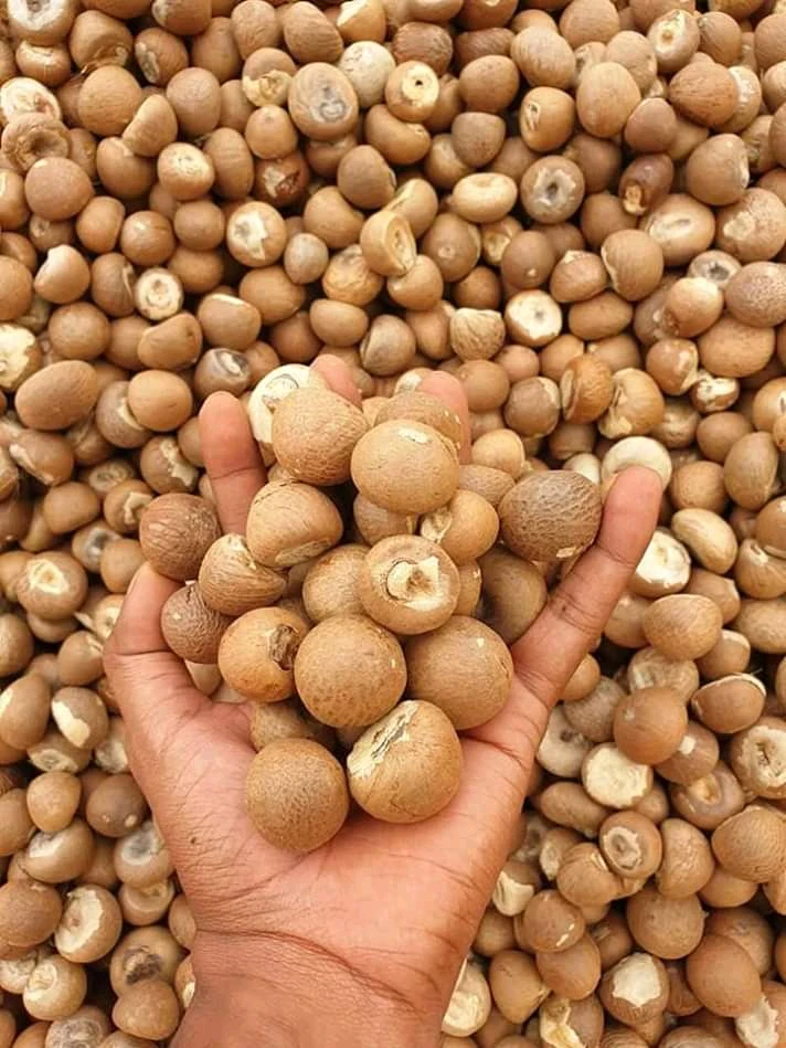WHOLESALE PRICE Dried Betel Nut Areca Nut Kernel Best Grade Top Selected Supplier From Vietnam