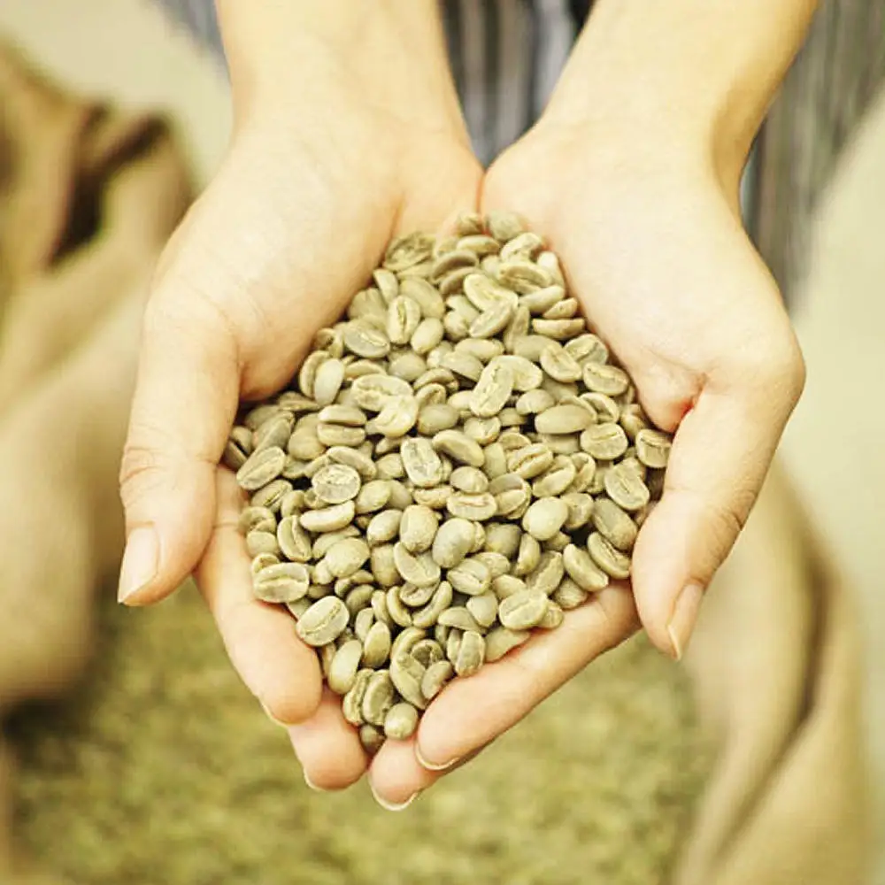 FULLY CERTIFIED ARABICA GREEN COFFEE BEANS ARABICA COFFEE BEANS VIETNAM WITH BEST PRICE FROM PRESTIGIOUS SUPPLIER +84363565928