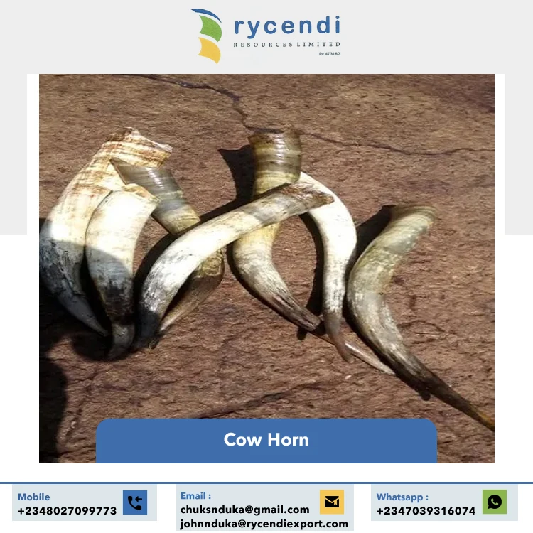 Superior Quality Hot Selling Craft Products Nigerian Origin Natural Crafts Cow Horns at Wholesale Market Price