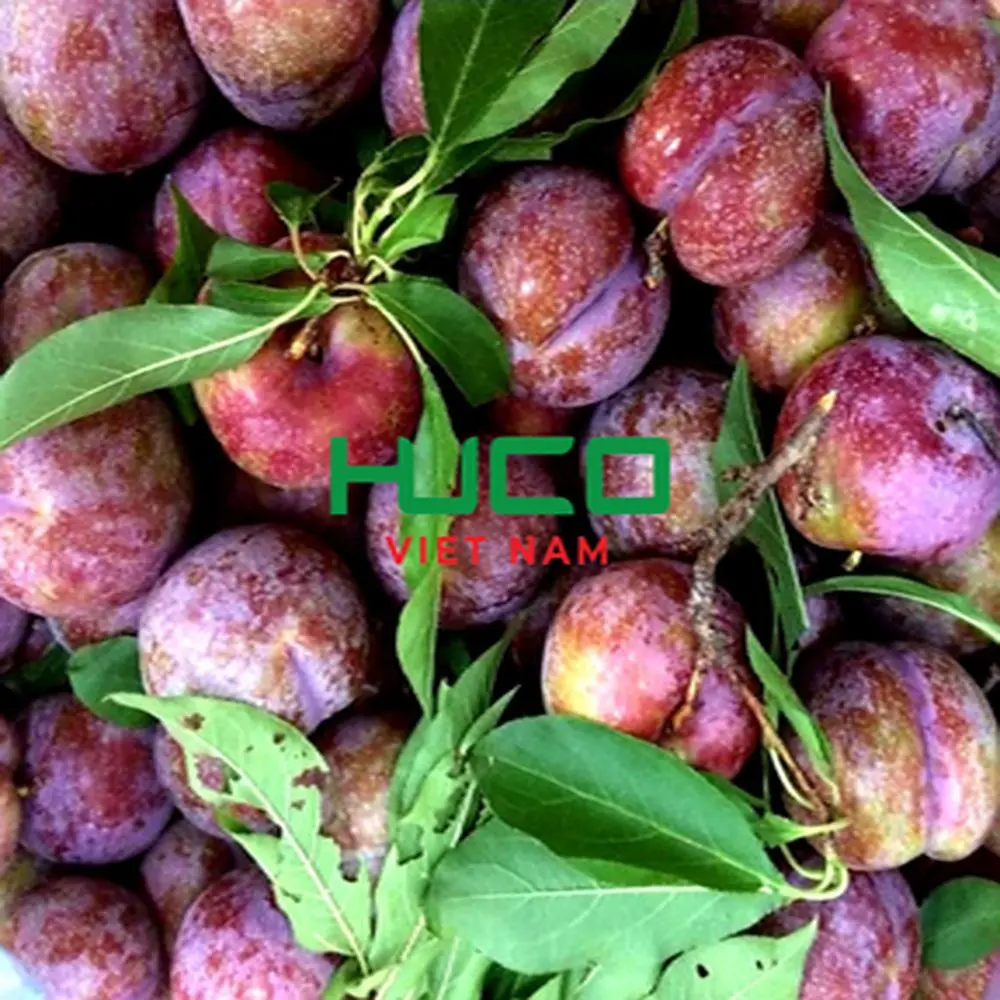 New Harvest Plums Vietnam Fresh Plums Red shell Fresh Fruit Production Of Non chemicals