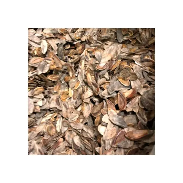 Seashell Product Nail Shell Murex Operculum Good Material for Extract Perfume Blue Lotus Farm Viet Nam