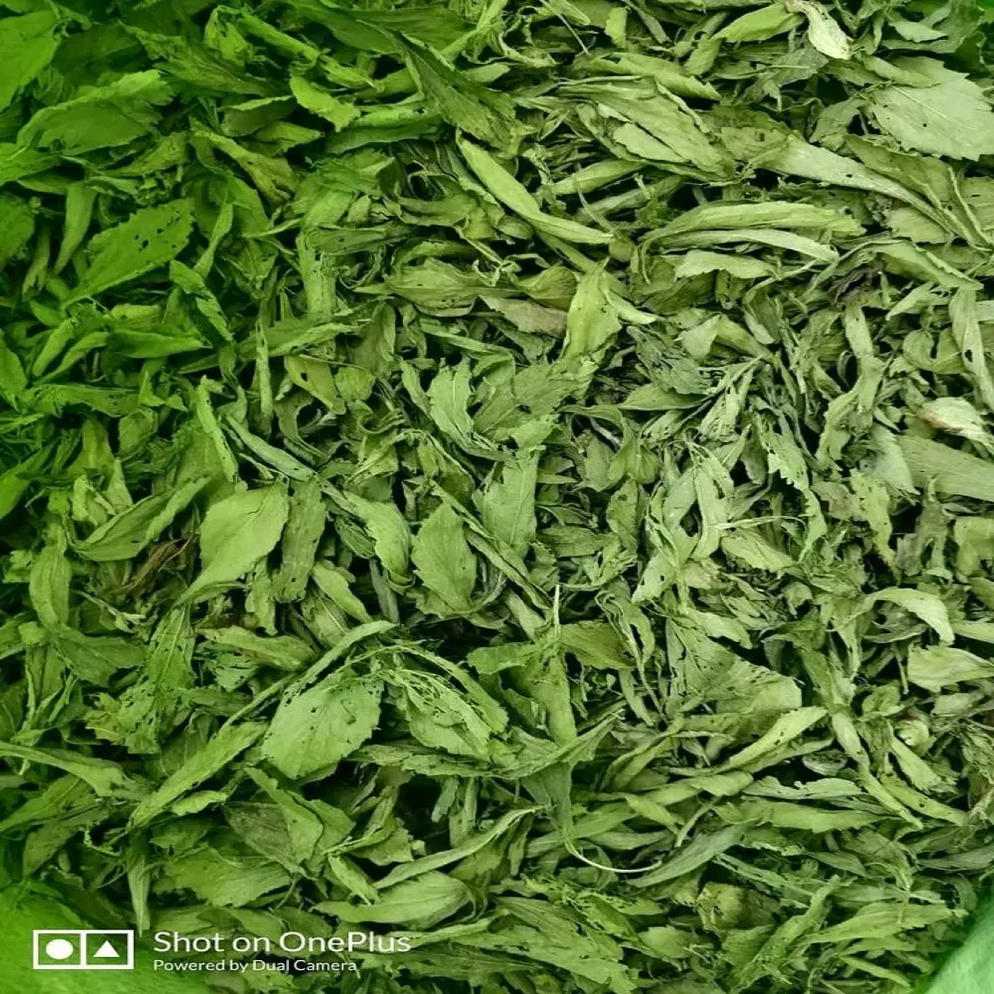 Оптовая продажа цена со скидкой 100% Натуральные сушеные листья стевии травяной чай стевия от индийского экспортера