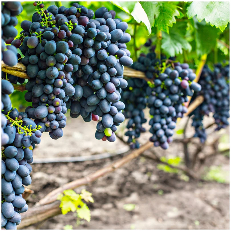 Fresh Black Grapes Vitoria Cheap Packaging Brands Natural Delicious Manufacturers Fruit Fresh Black Grape For Sale