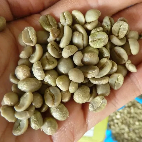 Arabica Coffee Beans S18 Wholesale High Quality Good Price Green Coffee Beans Screen 18 Wet Polished