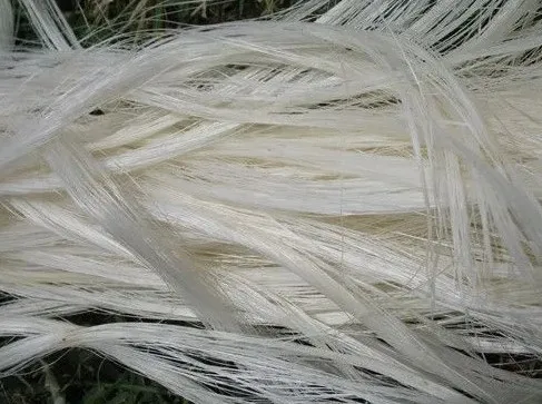 Wholesale High Quality 100% Natural Raw Sisal Fiber All grade 100-120cm Cheap For Sisal Products & Industrial Use From Indonesia