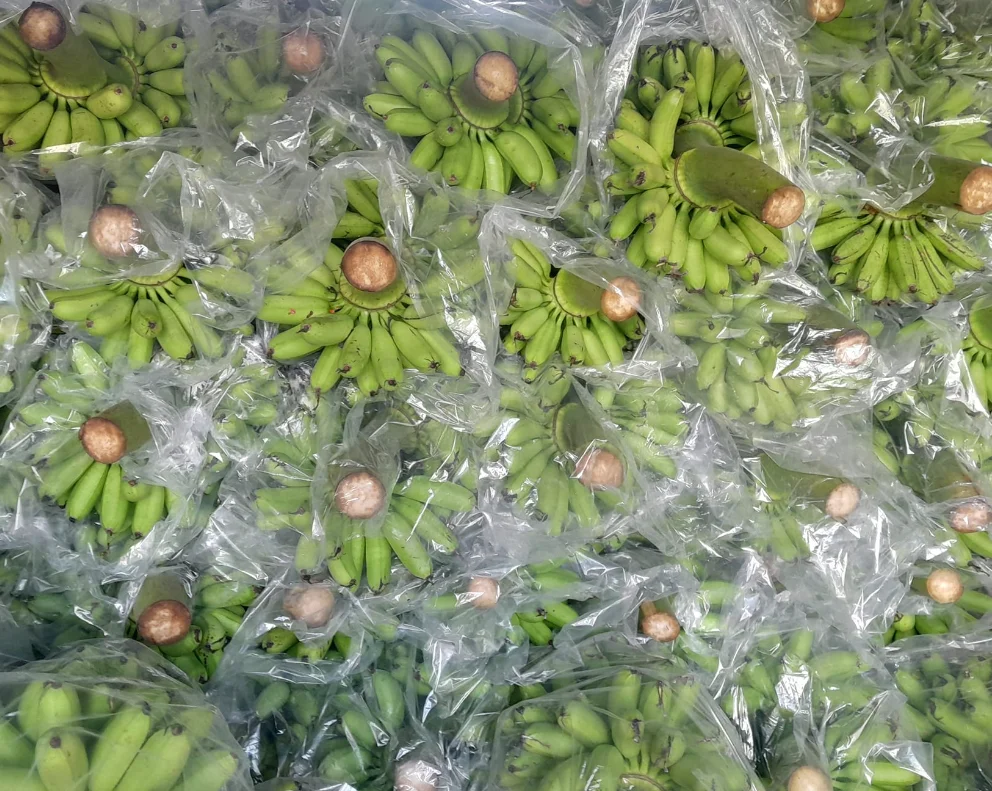 Wholesale Fresh Cavendish Banana Long Size Packed in Box Vietnam high quality Cavendish banana factory direct price free sample