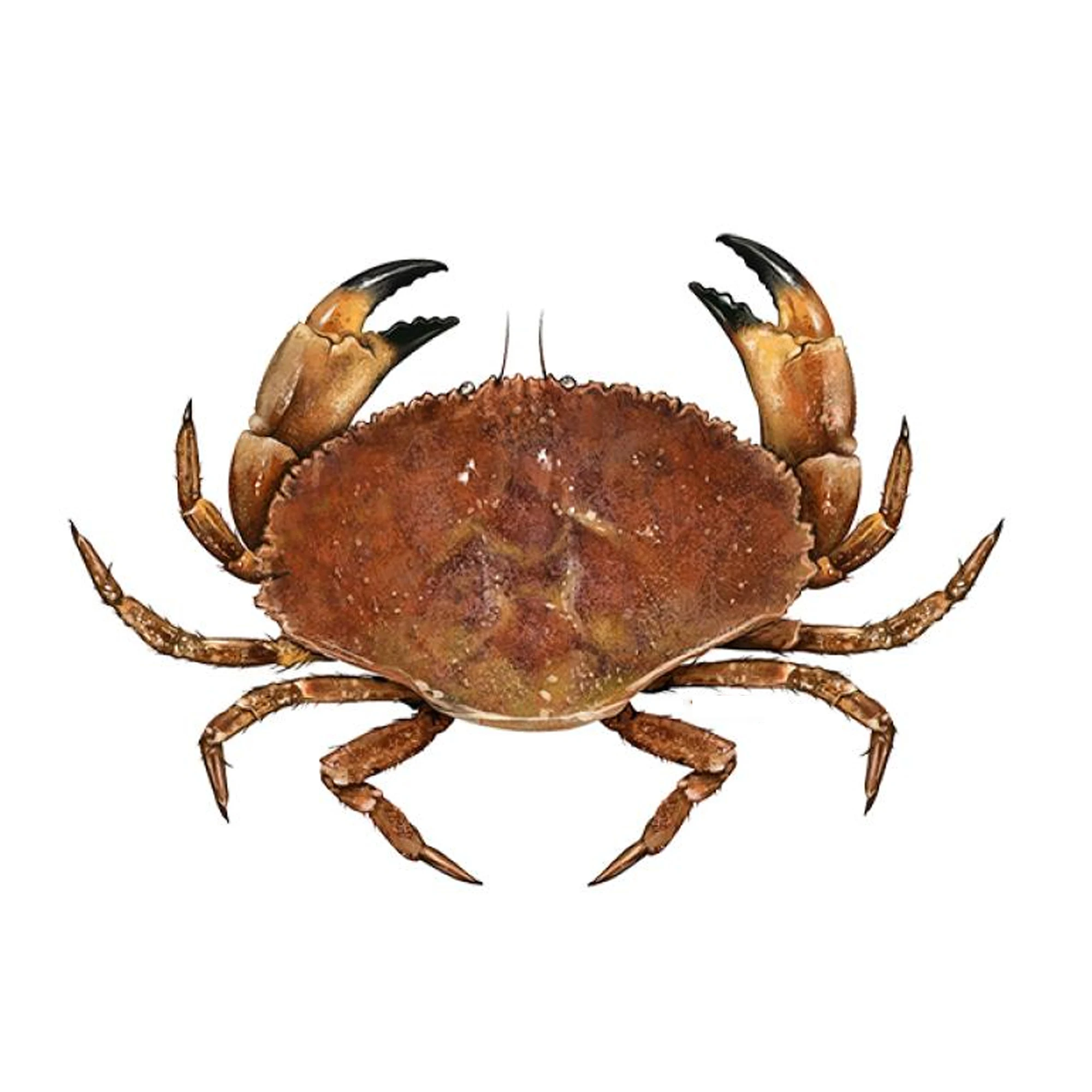 Factory supply Frozen Seafood Best Quality Wholesale Red King Crab And Swimming Crab Available  Frozen Crabs From Bangladesh