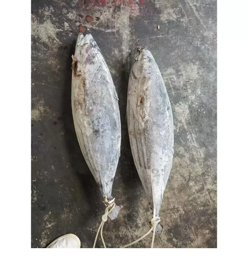 Замороженная рыба тунца Бонито для продажи