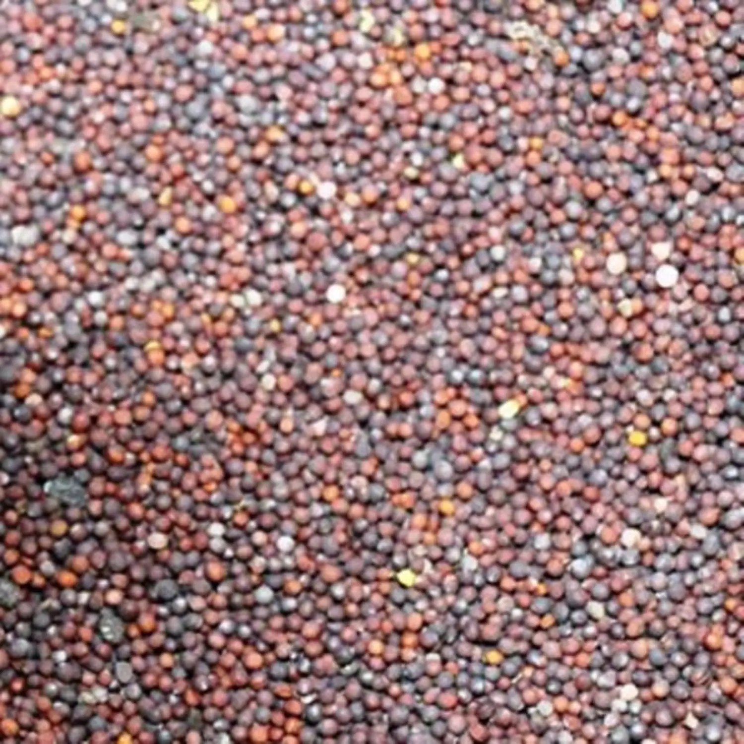 best price of canola seed /rapeseed Bulk