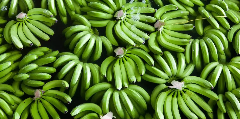 CHEAPEST BANANA GUARANTEED - Fresh Long Green Cavendish Banana Export 100% Free tax worldwide - No.1 Quality