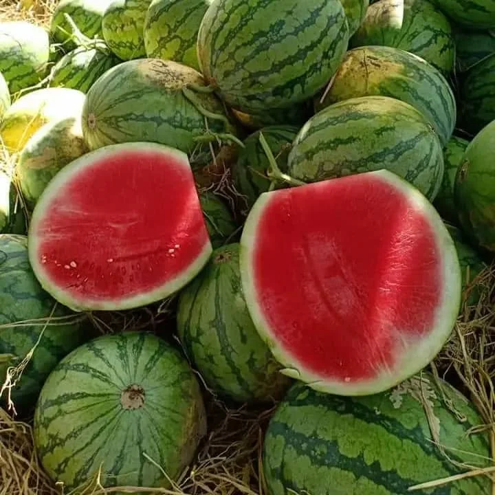 Fresh sweet watermelon, seed watermelon for sale, wholesale watermelon fruit sweet and juicy