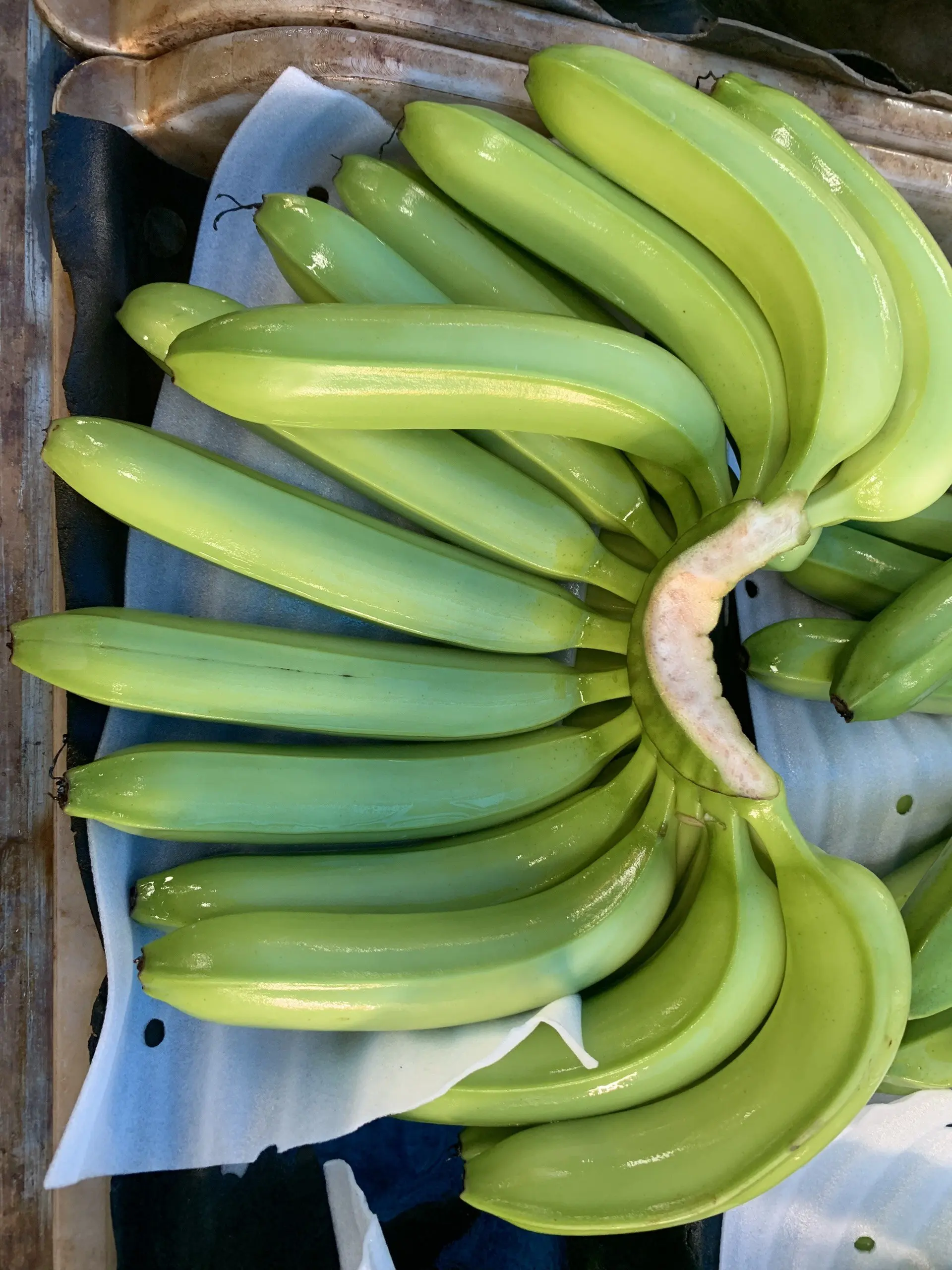 Direct from the Plantation: Fresh Cavendish Bananas for Export
