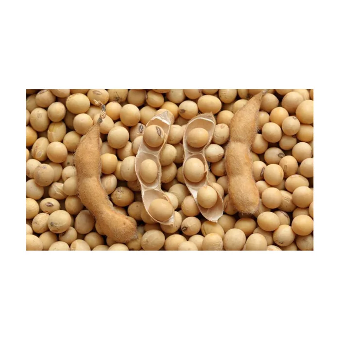 Поставщики соевых бобов продающие Non-GMO черные соевые бобы